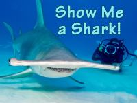 Show_Me_a_Shark